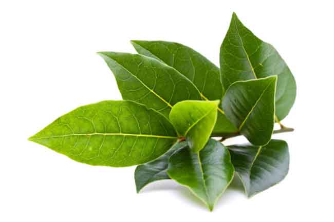 7-possible-uses-of-bay-leaf-in-hindi